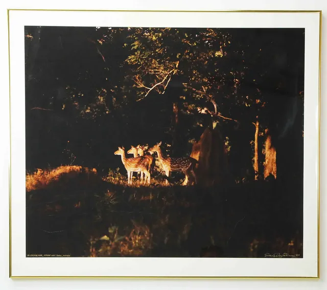 SVEN GILLSÄTER (1921–2001). Fotografi, "Axishjortar Kanha nat. park, Indien, signerad 0ch daterad -80.