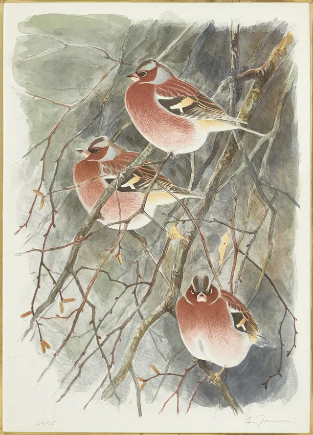 LARS JONSSON. (f. 1952), "Bofinkar", signerad Lars Jonsson, litografi numrerad 164/215.
