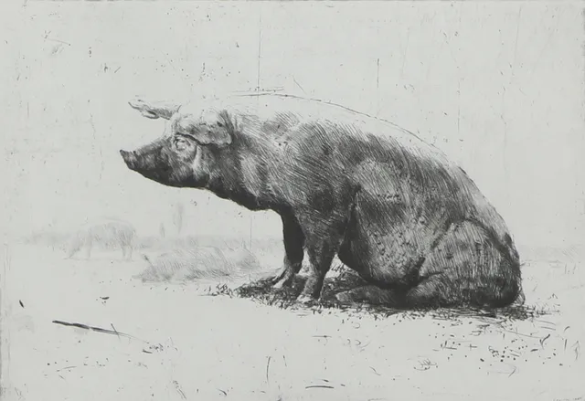 LENNART OLAUSSON. Torrnålsgravyr, "Solande gris", signerad och daterad 86, numrerad 30/50 E.T.