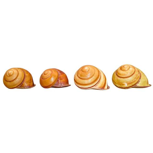 GEHÄUSE VON LANDSCHNECKEN (CAMAENA), 4 TEILE.