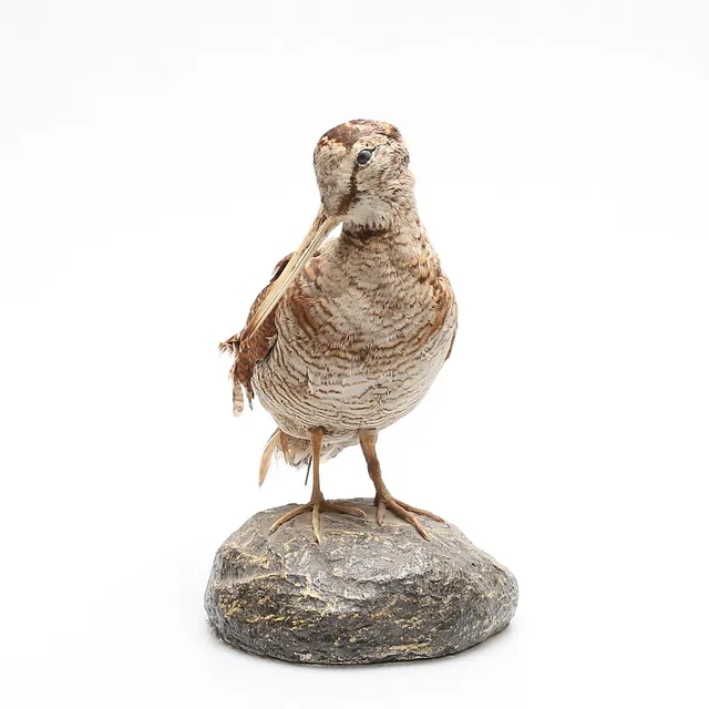 TAXIDERMI.