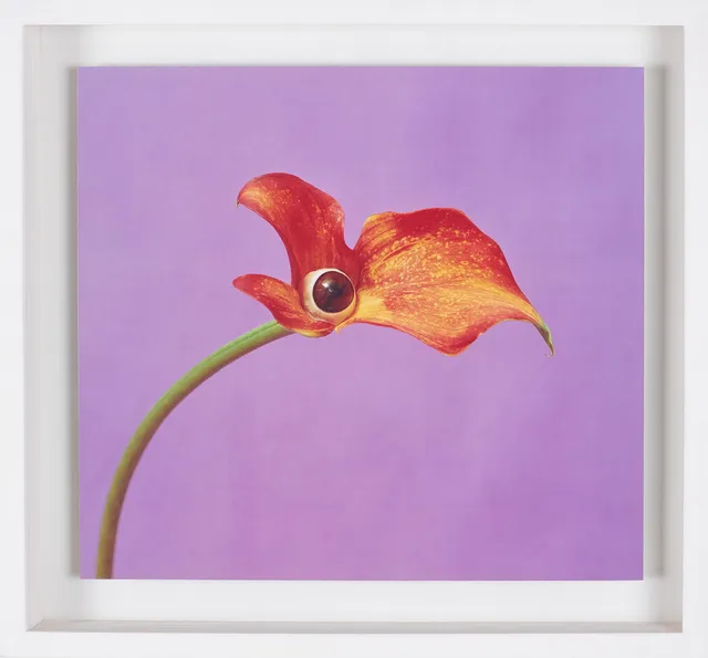 NATHALIA EDENMONT. "Pelican", C-print monterad på aluminium, numrerad 4/10.
