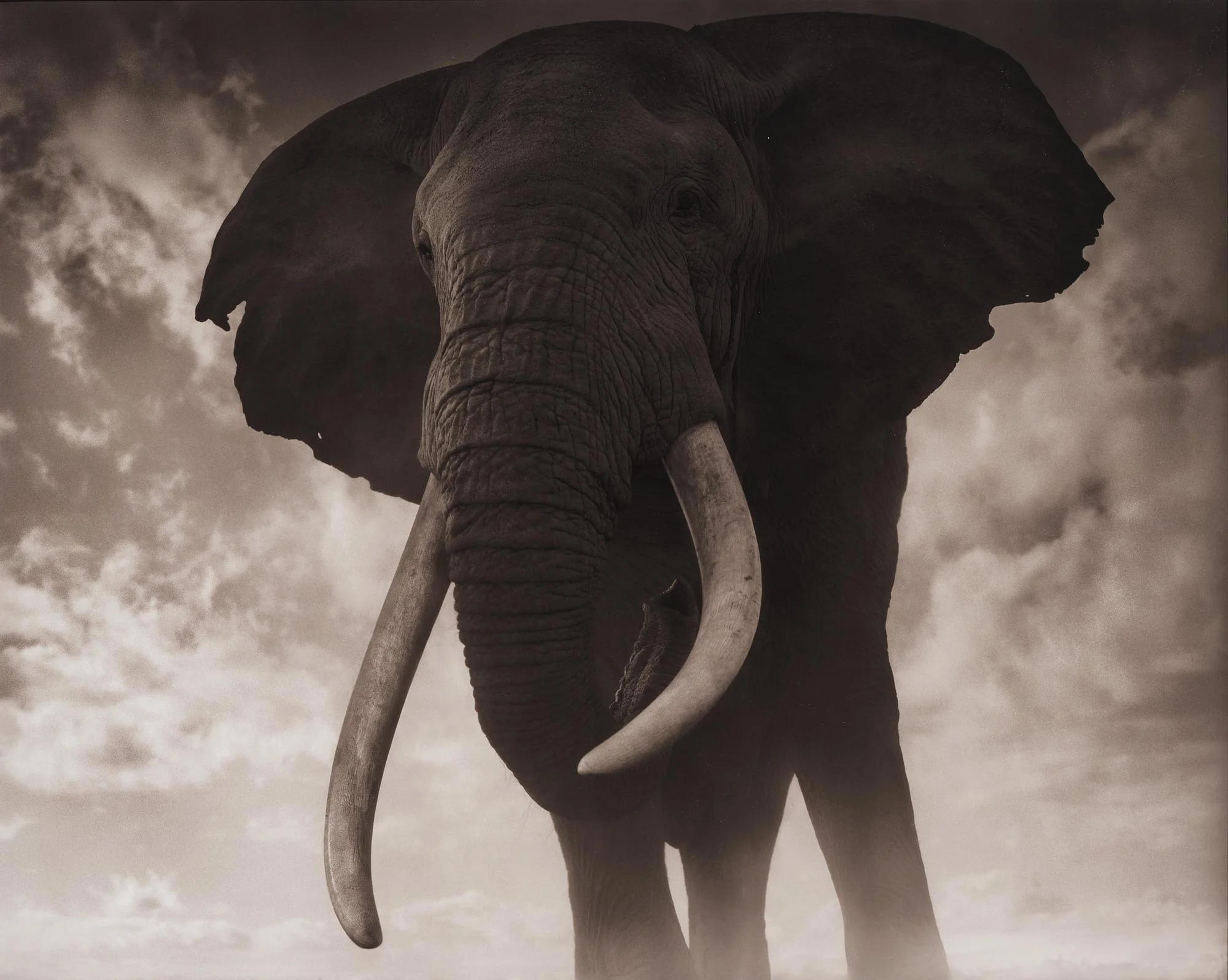 Nick Brandt, "Elephant Against Sky, Amboseli 2011". — Bukowskis