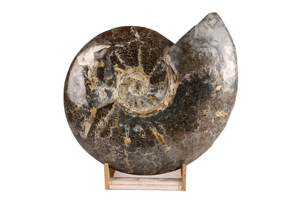 Large ammonite, polished — Hobby and collectibles/Collectibles — Lauritz