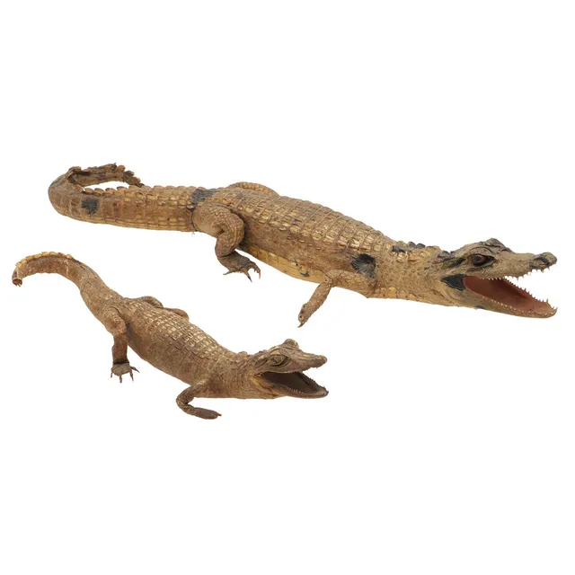 TAXIDERMY - CAYMAN CROCODILES.