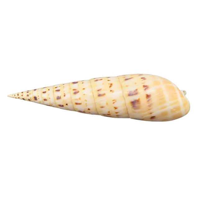 GEHÄUSE EINER SCHRAUBENSCHNECKE (TEREBRA MACULATA).