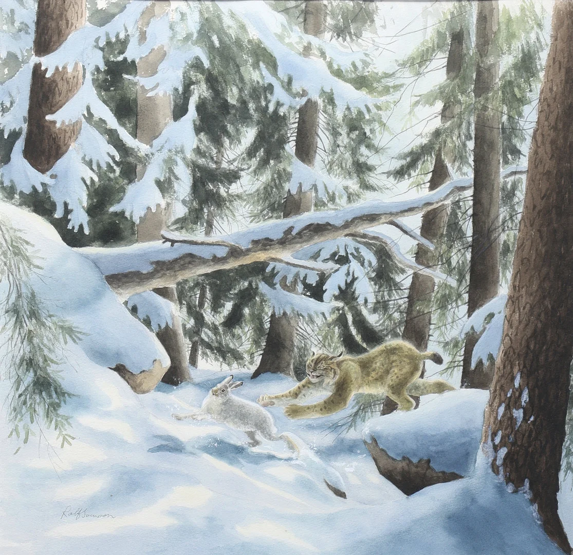 ROLF SVENSSON. Akvarell, lodjur och hare i vinterlandskap, signerad. — Paintings — Gomér & Andersson Jönköping