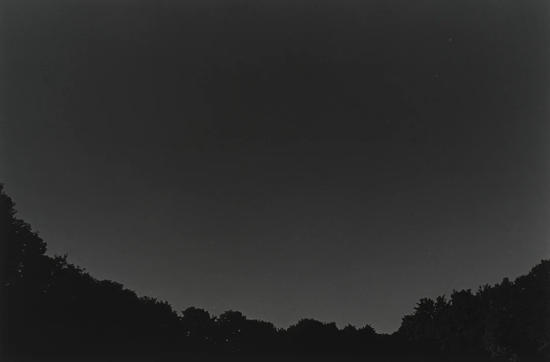 Sandberg, Tom — Uten tittel (trær), 1994/1995 — Kunst/Fotografi — Blomqvist