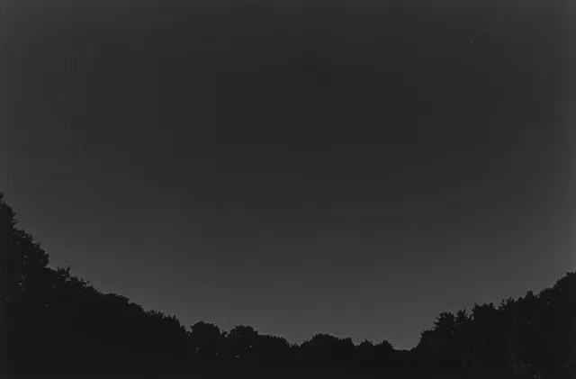 Sandberg, Tom — Uten tittel (trær), 1994/1995