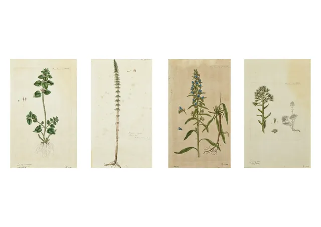 Flora Danica. Four hand-colored copperplate engravings (4)