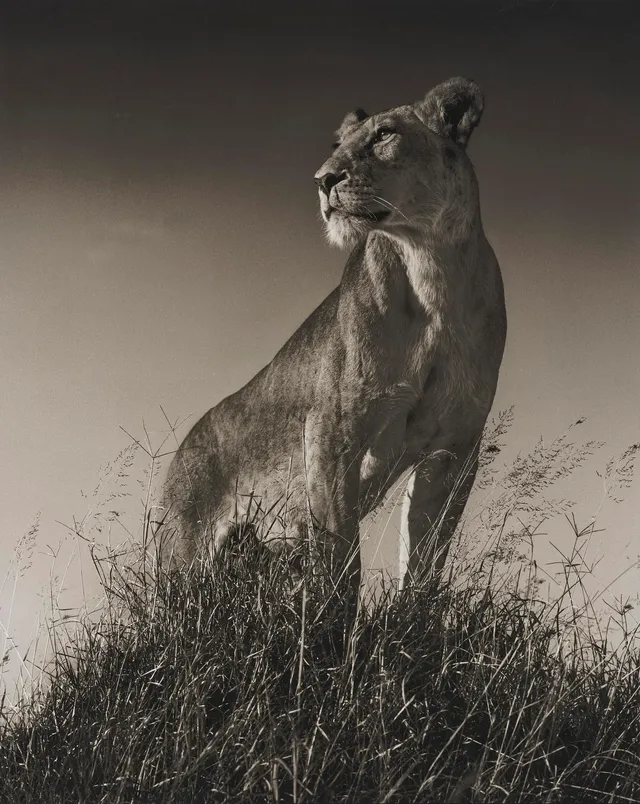 Nick Brandt, "Lioness on Mound", 2012.