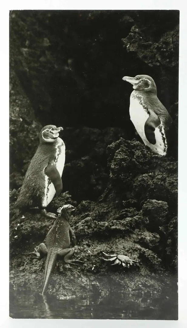 SVEN GILLSÄTER. FOTOGRAFI, Galapagospingviner, Iguanaödla, krabba, signerad atergo. 1900-tal.