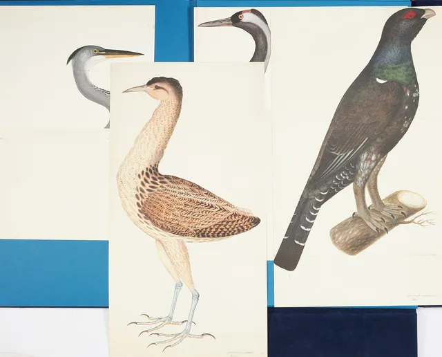 OLOF RUDBECK D.Y. "Fogelboken" samt "Portföljen", Coeckelberghs editioner 1986.