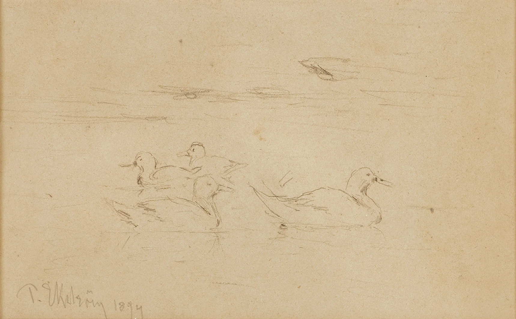 PER EKSTRÖM (1844-1935). Sjöfåglar, signerad, daterad 1894, blyerts. — Drawings — Crafoord Auktioner Stockholm