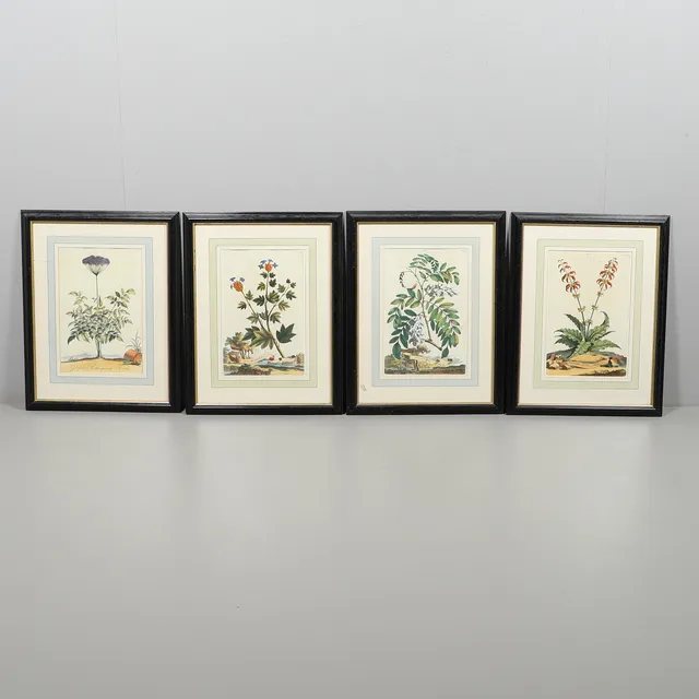A SET OF FOUR BOTANICAL PRINTS.