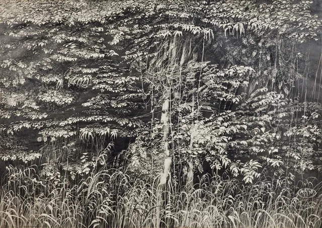 ROJ FRIBERG. Vegetation, blyerts på papper, 89 x 123 cm. 1970.