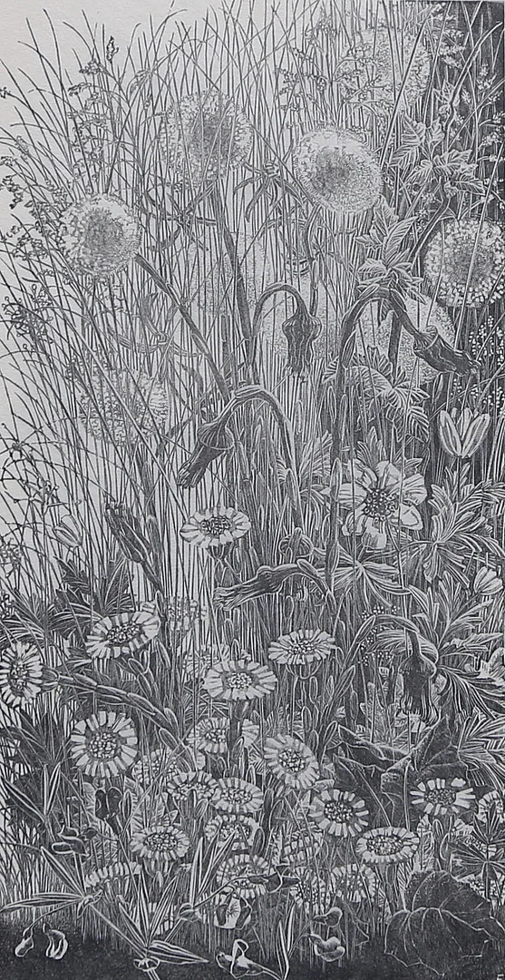 EVA STOCKHAUS. "Tussilago". Trägravyr, eget handtryck, signerad och numrerad 22/160. — Engravings & Prints — Gomér & Andersson Linköping
