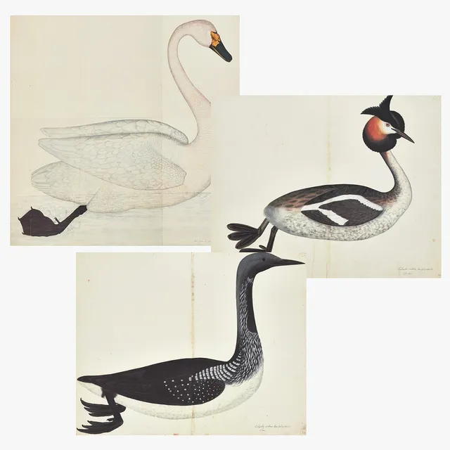 OLOF RUDBECK DY. 3 blad, "Svan", "Lom", "Tofs-lom", ur mappen ”Portföljen”, 1988, Faksimil.