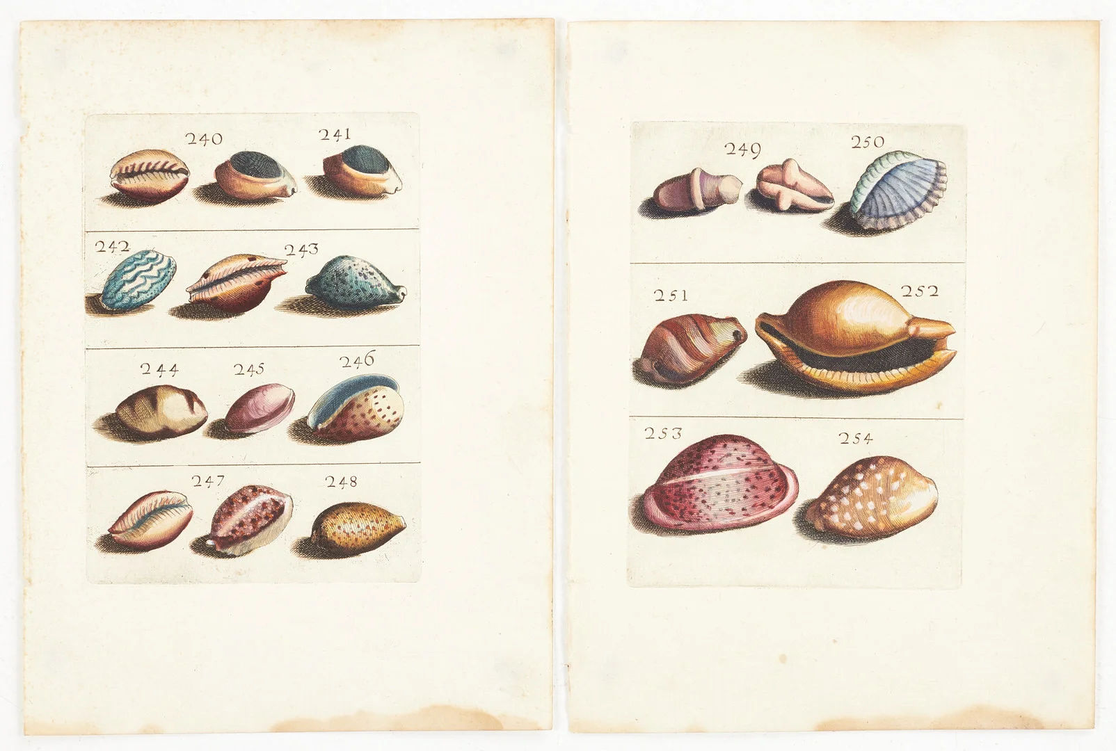 BONANNI, (2) illustrationer av snäckor, ur "Ricreatione dell' Occhio e della Mente nell' Osservationi delle Chioccole", 1681. — Other — Crafoord Auktioner Stockholm