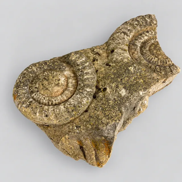 AMMONITE FOSSILS.
