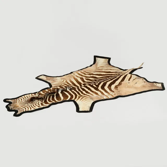Zebra skind. (Equus quagga) 280 x 198 cm.