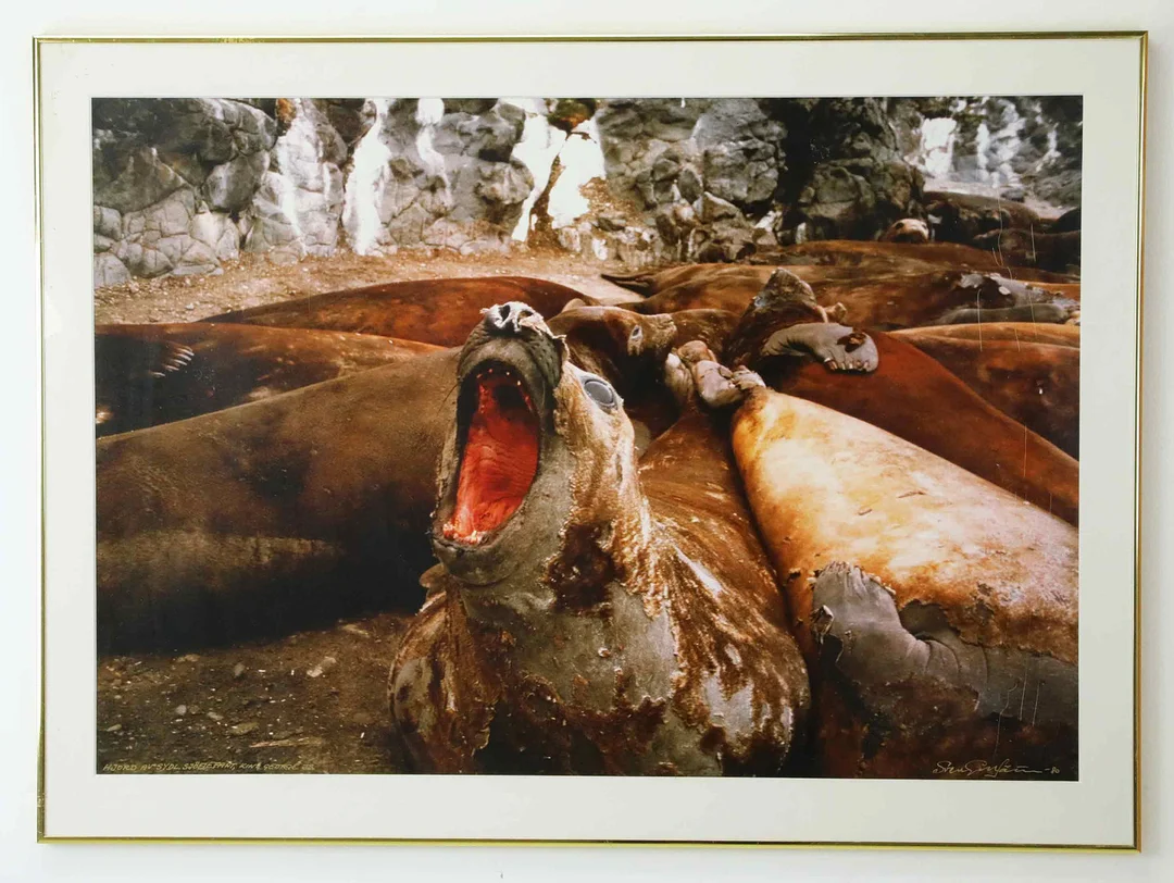 SVEN GILLSÄTER (1921–2001). Fotografi, "Hjord av Sydl. Sjöelefant, King George Island, signerad och daterad -80. — Photography — Hälsinglands Auktionsverk