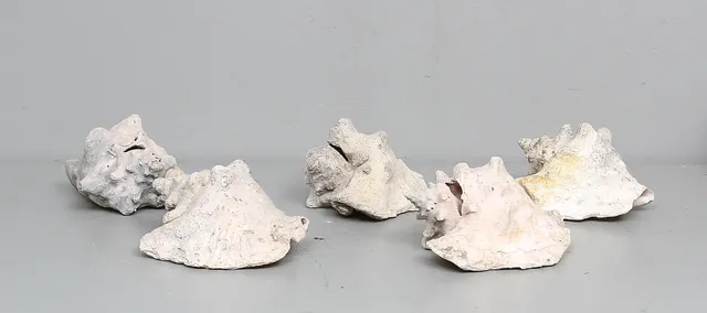 SNÄCKOR, 5 st, Queen Conch (Stormbus gigas).