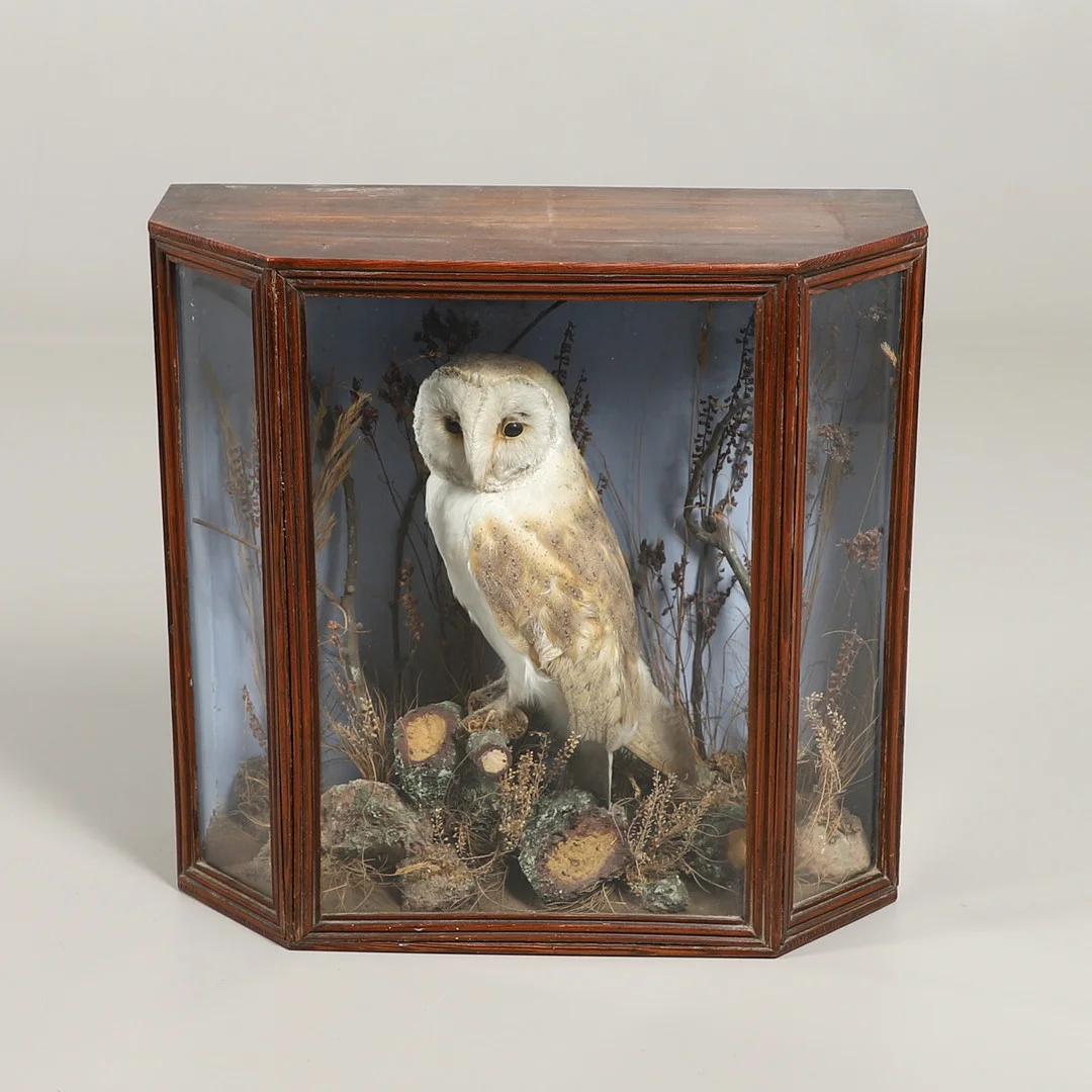 TAXIDERMY - CASED BARN OWL. — Miscellaneous — Lawrences Auctioneers