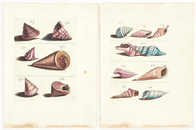 BONANNI, (2) illustrationer av snäckor, ur "Ricreatione dell' Occhio e della Mente nell' Osservationi delle Chioccole", 1681.