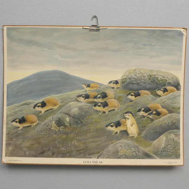 NILS TIRÉN. Efter. Skolplansch, "Fjällämlar", Iduns Tryckeri, A-B. P.A.Norstedt & Söner, Stockholm, 1934.