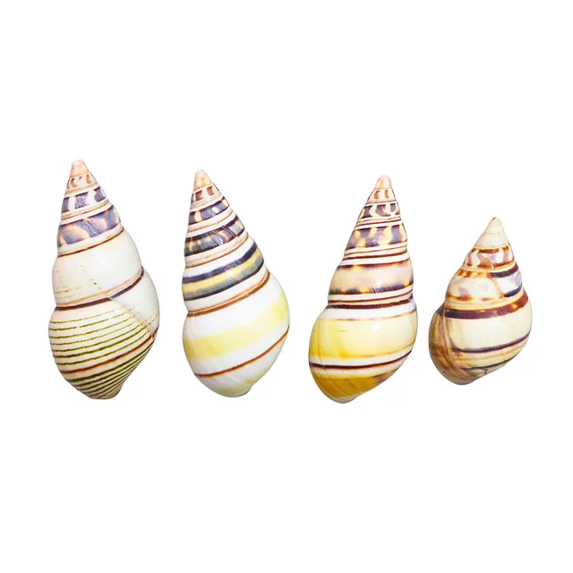 GEHÄUSE VON BAUMSCHNECKEN (LIGUUS FASCIATUS), 4 TEILE.