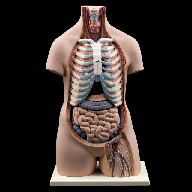 ANATOMISK MODELL, plast, 1900-tal.