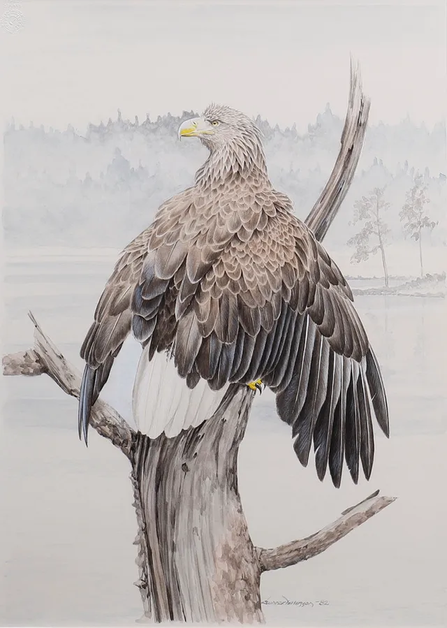 GUNNAR PETTERSSON. "HAVSÖRN", AKVARELL.