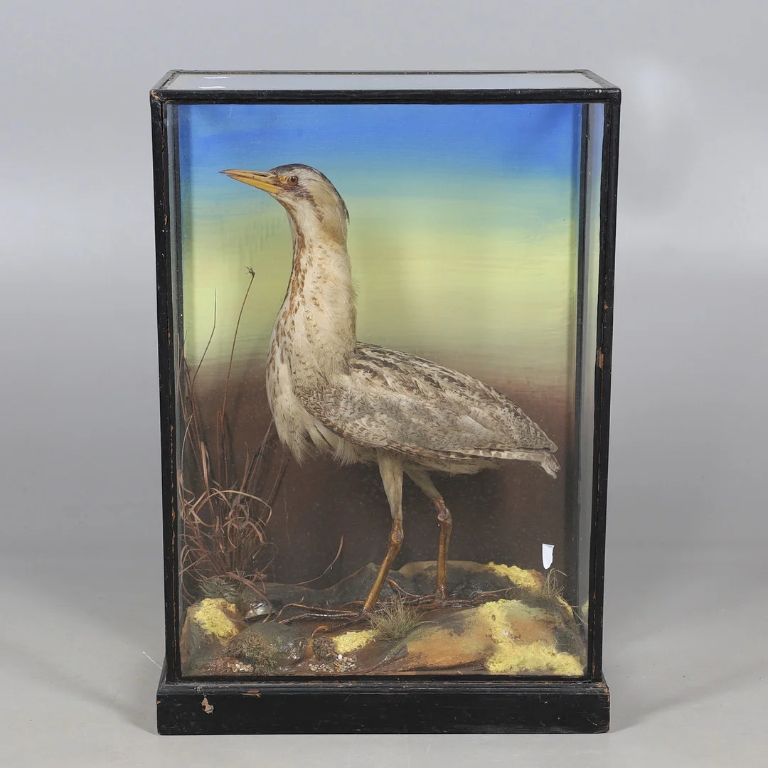 TAXIDERMY - CASED BITTERN. — Miscellaneous — Lawrences Auctioneers