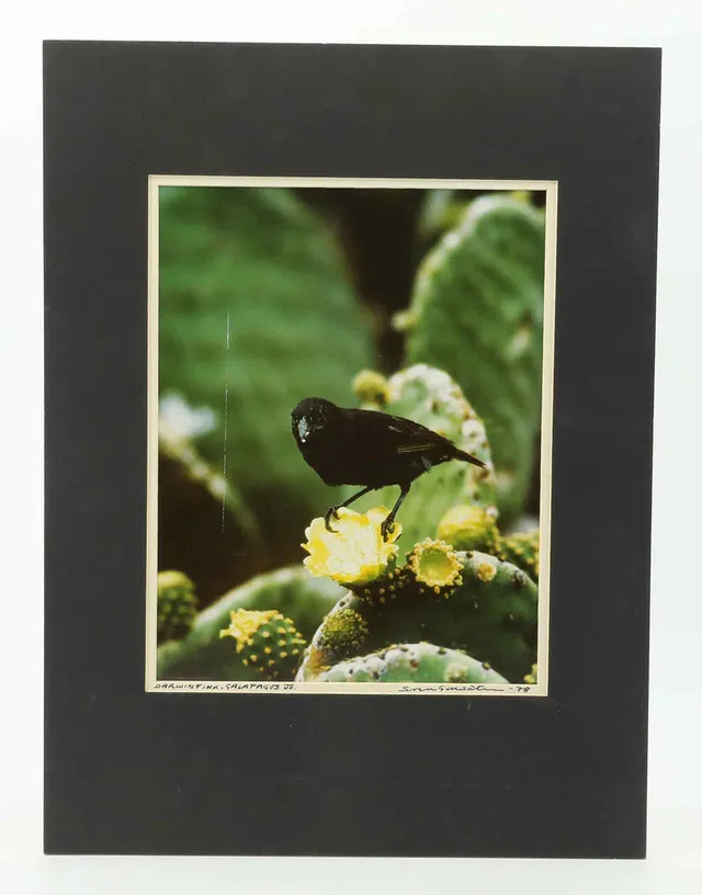 SVEN GILLSÄTER (1921-2001). Fotografi, "Darwinfink, Galapagos Islands, signerad, daterad 1978.