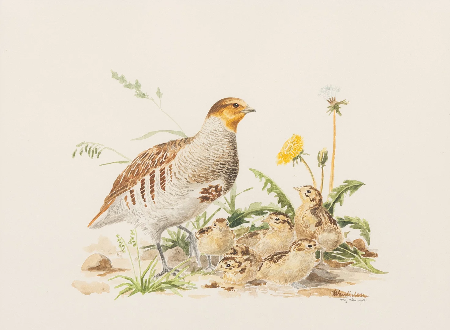 RUNE WENLIDEN (FÖDD 1935). Rapphöna med killingar, akvarell, signerad. — Paintings — Garpenhus Auktioner