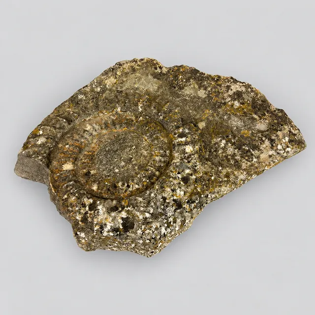 FOSSIL AMMONITE.