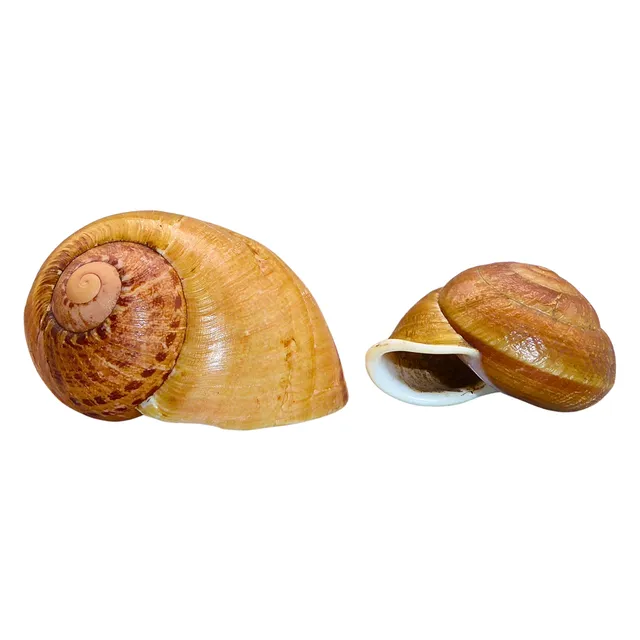 GEHÄUSE VON LANDSCHNECKEN (CAMAENIDAE & HELICIDAE), 2 TEILE.