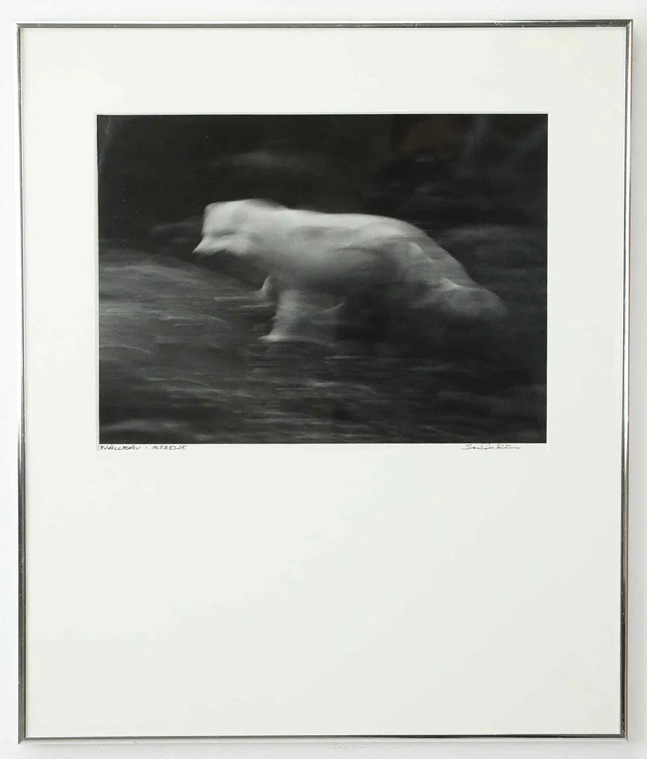 SVEN GILLSÄTER (1921–2001). Fotografi, "Fjällräv i Rörelse", signerad. — Photography — Hälsinglands Auktionsverk