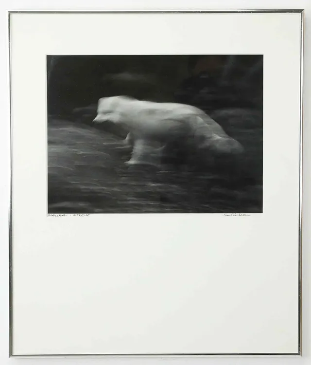 SVEN GILLSÄTER (1921–2001). Fotografi, "Fjällräv i Rörelse", signerad.
