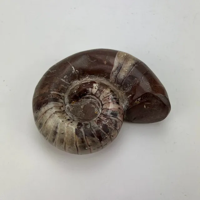 FOSSIL, Ammonit.