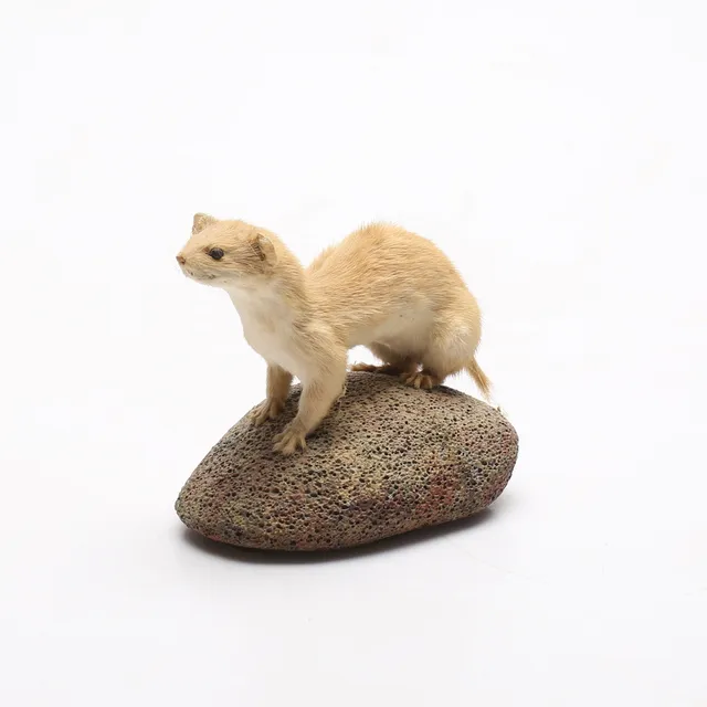 TAXIDERMI, småvessla, konservator Sven Ring.