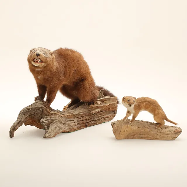 TAXIDERMI, 2 delar, 1900-tal.