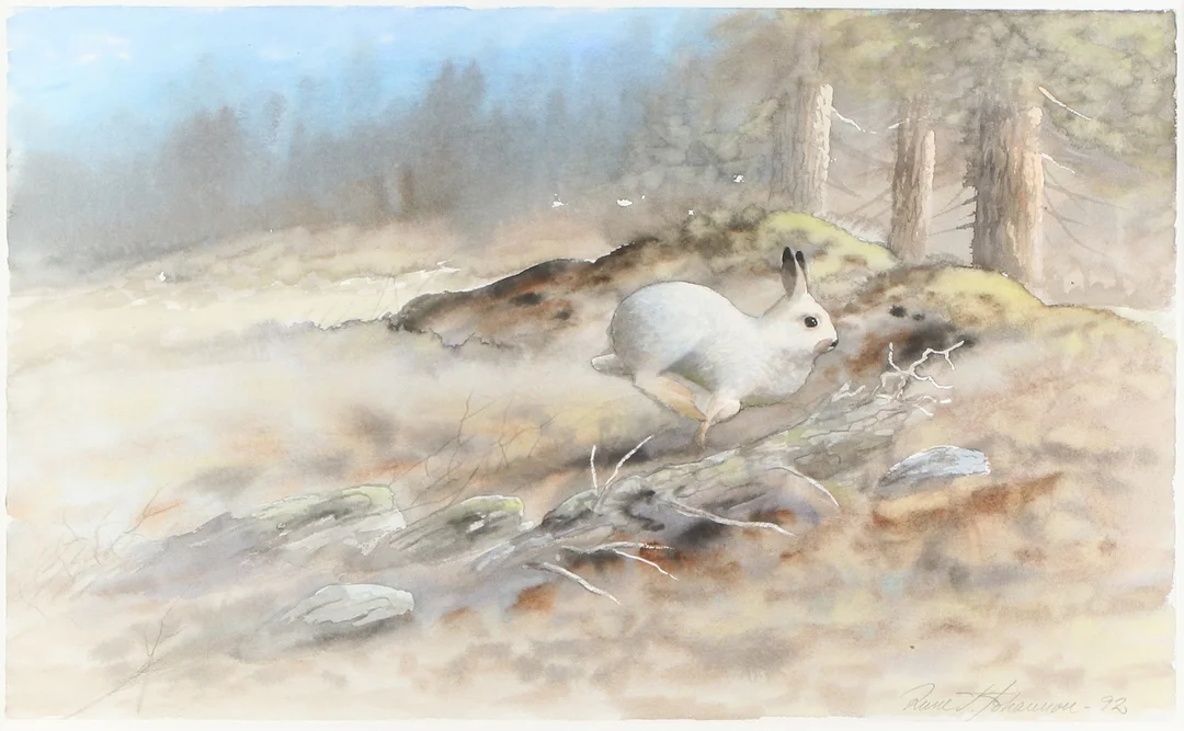RUNE JOHANSSON. Akvarell. Skogshare i vinterpäls. Signerad. — Paintings — Skånes Auktionsverk