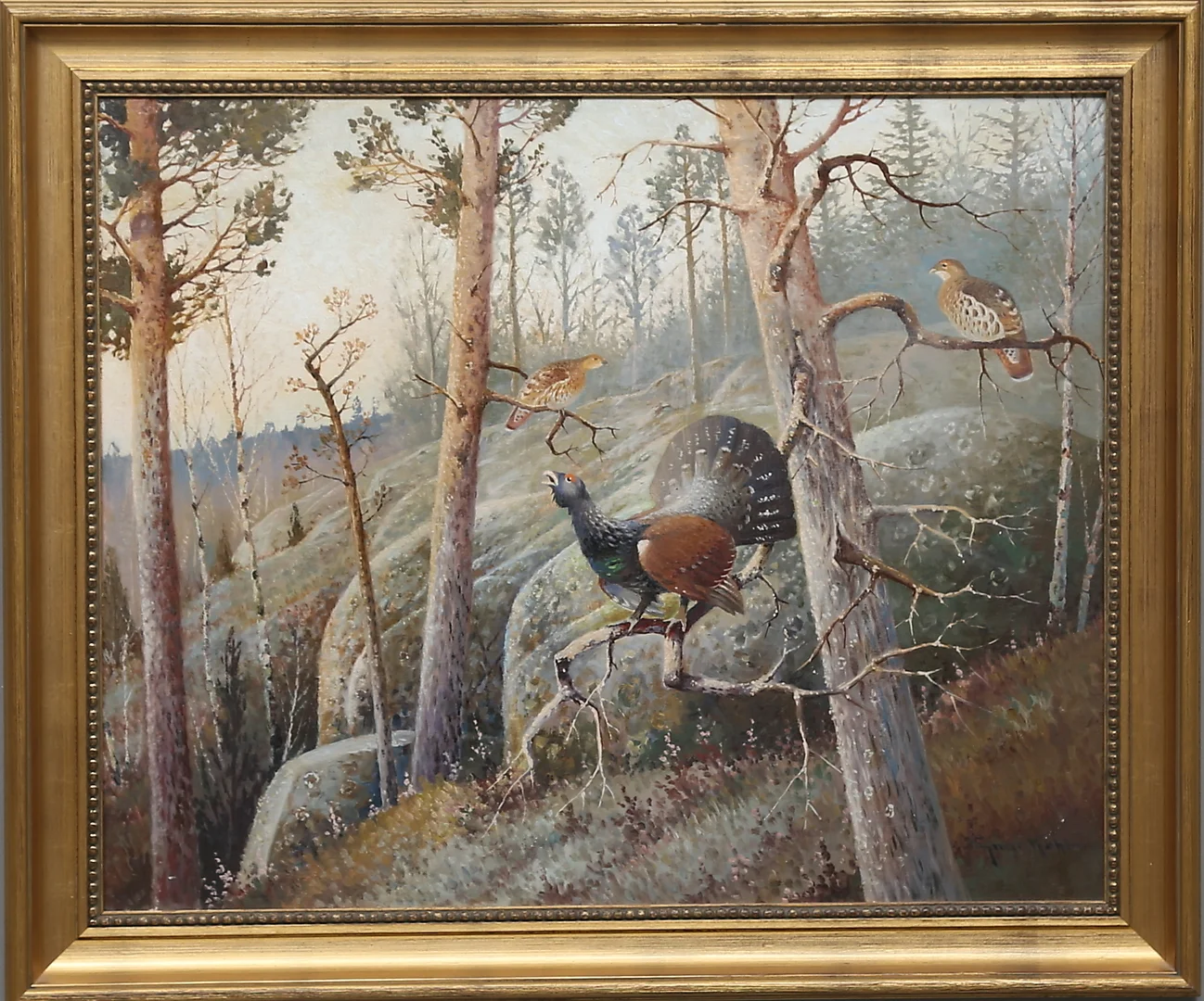 EJNAR KOHLMANN. Tjädrar i skogsbryn. Olja på duk. signerad. — Paintings — Gomér & Andersson Linköping