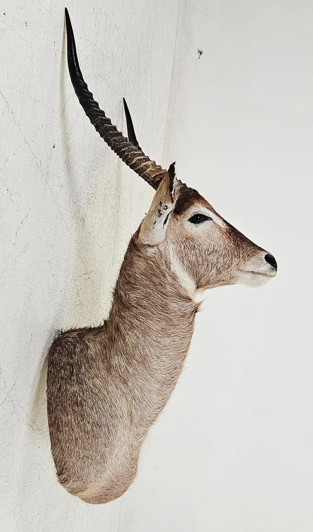 JAKTTROFÉ, taxidermi, vattenbock.